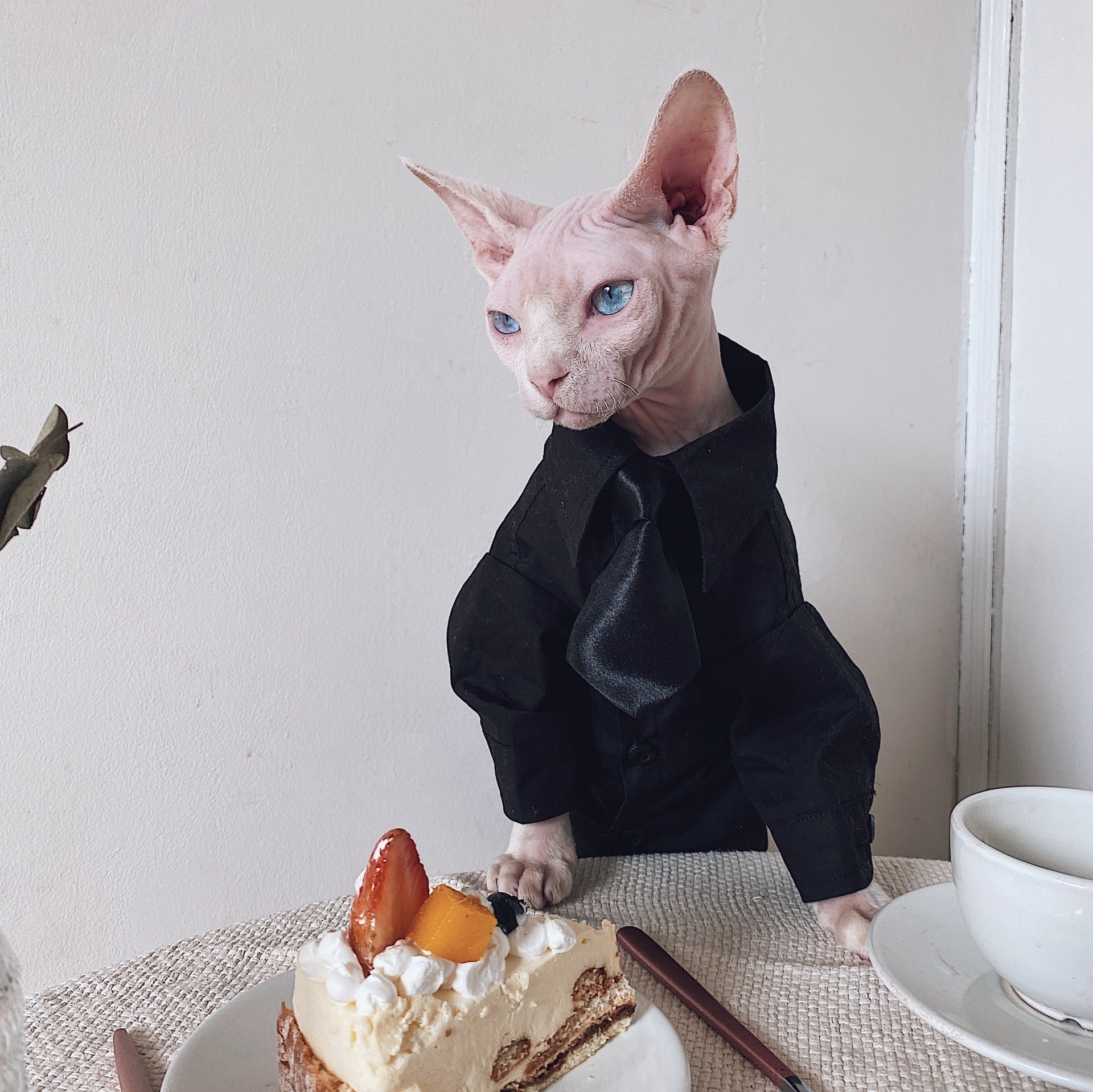 Anzug für haarlose Katzen