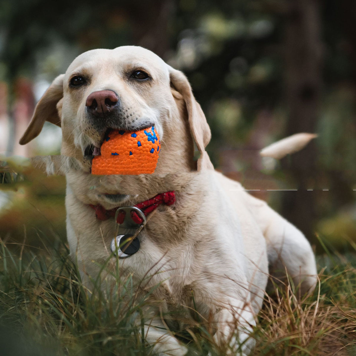 Robustes Kauspielzeug für Hunde – Burst Ball – Bild 5 | LuxeStyle