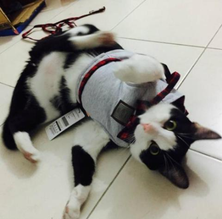 Katzenhalsband aus Strick- und Baumwollstoff – Bild 5 | LuxeStyle