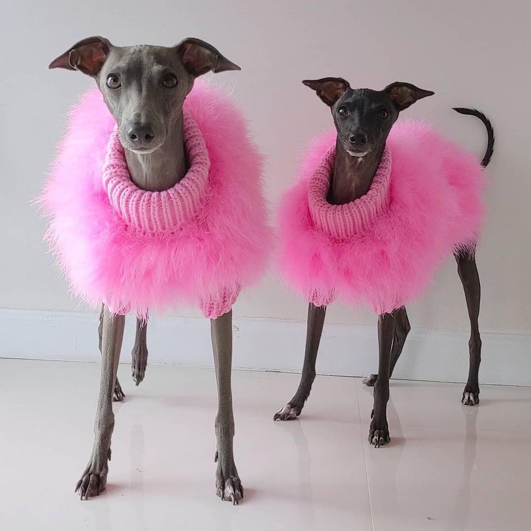 Plüsch Hundepullover einfarbig | LuxeStyle