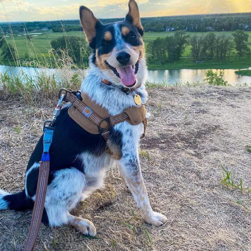 Hunde-Brustgeschirr mit Trainingsleine | LuxeStyle