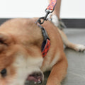 Halsband und Leine für Hunde mit Blumenmuster | LuxeStyle