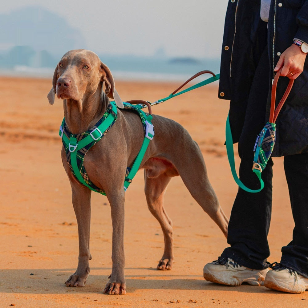 Hunde-Brustgeschirr mit Leine – Bild 5 | LuxeStyle