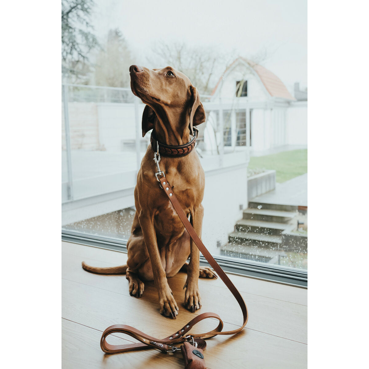 Hundeleine «Hunter» Braun (200 cm)