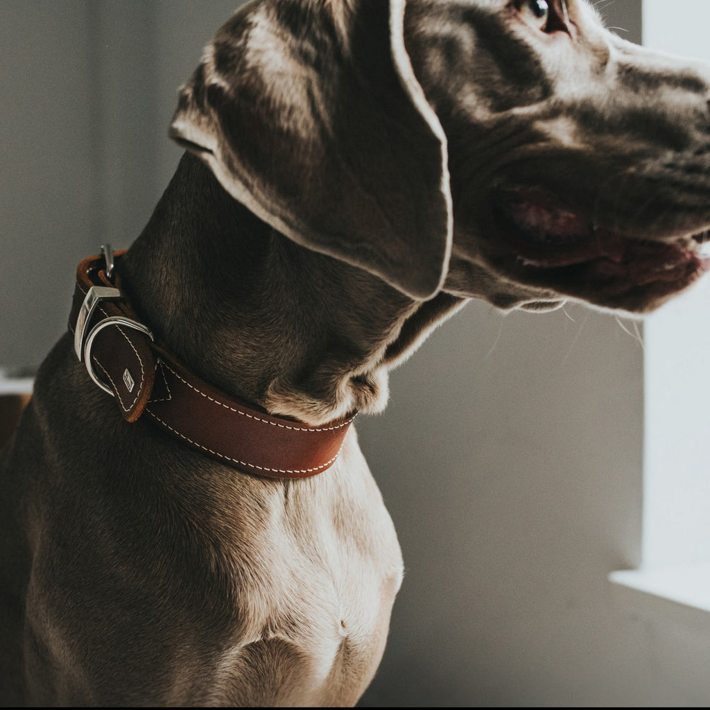 Hundehalsband Hunter Aalborg Special Cognac 40-48 cm