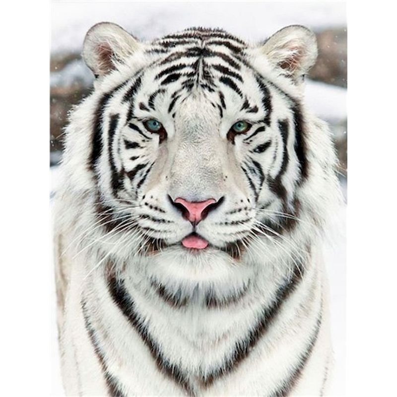 Malen nach Zahlen: Weisser Tiger – Bild 1 | LuxeStyle