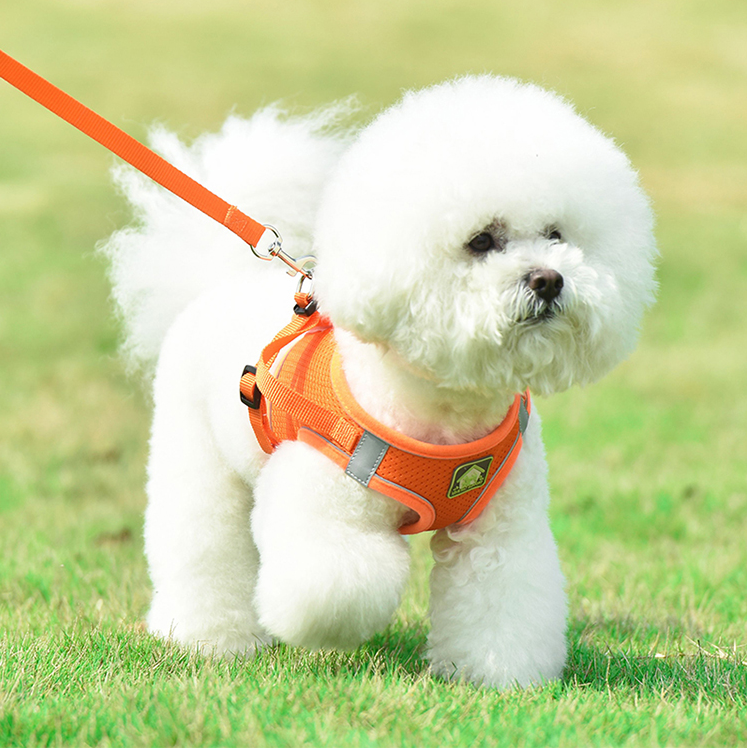 Hunde- und Katzen-Geschirr mit Leine – Bild 3 | LuxeStyle
