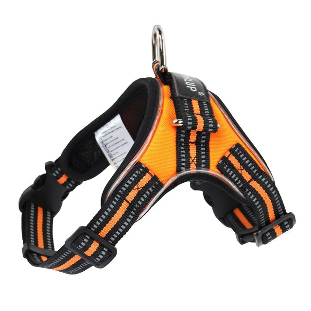 Leuchtendes Hundehalsband | LuxeStyle
