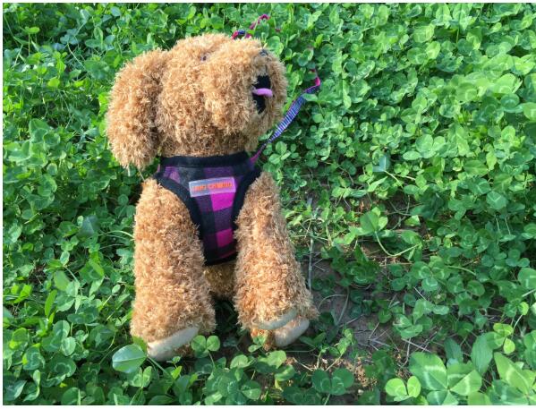 Hüftgurt für Hunde mit Streifenmuster – Bild 3 | LuxeStyle