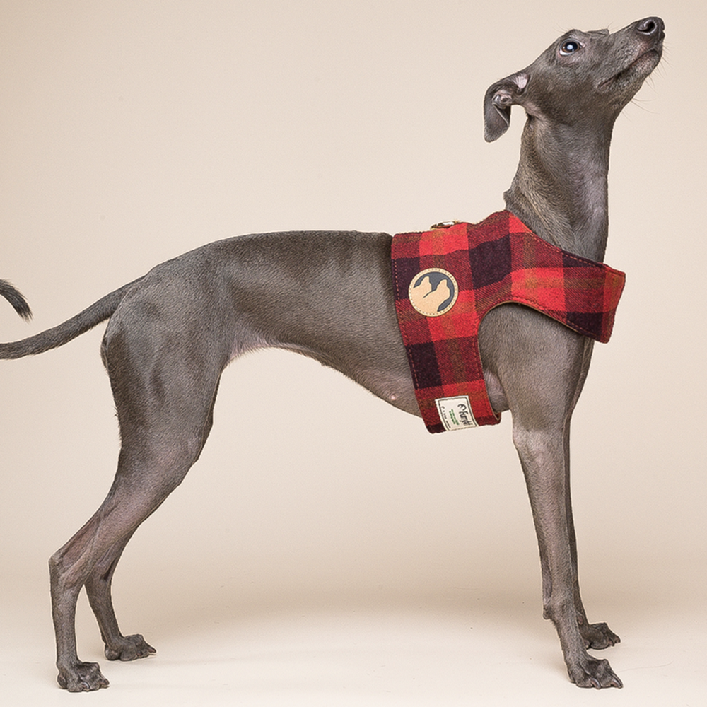 Hundegeschirr mit Leine für kleine Hunde – Bild 2 | LuxeStyle