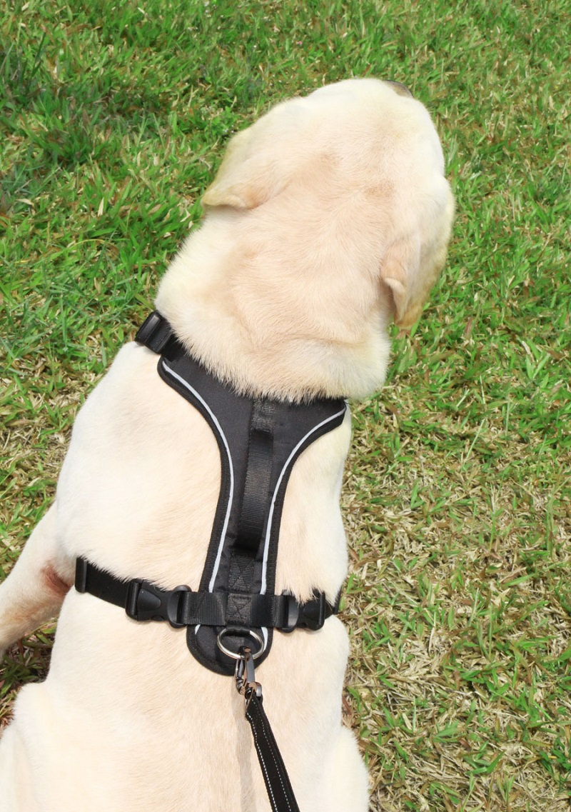 Thoracolumbales Brustband für Hunde – Bild 2 | LuxeStyle
