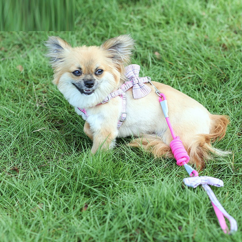 Hundeleine für kleine und mittelgrosse Hunde – Bild 6 | LuxeStyle