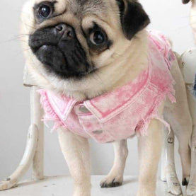 Hundeweste in Jeansoptik