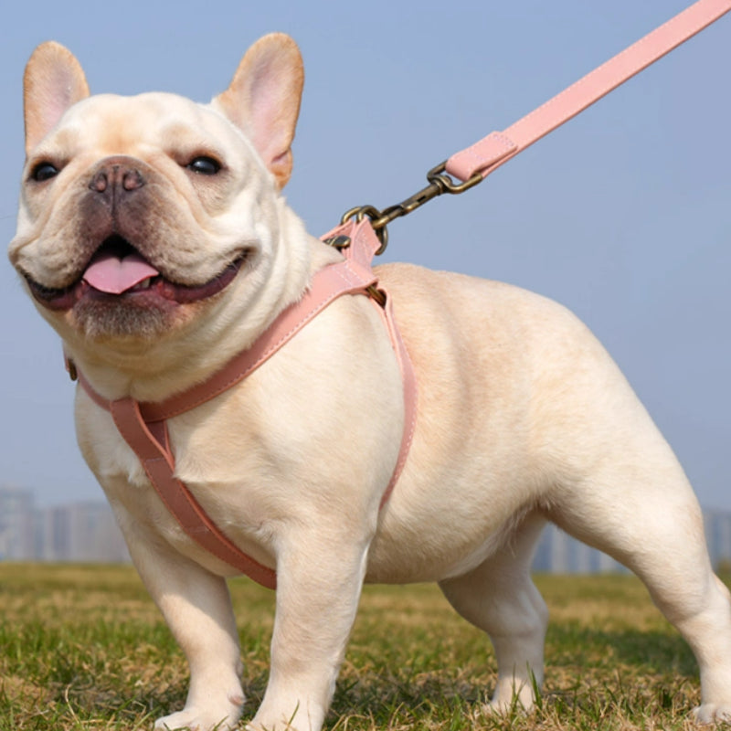 Hunde-Geschirr für kleine und mittelgrosse Hunde