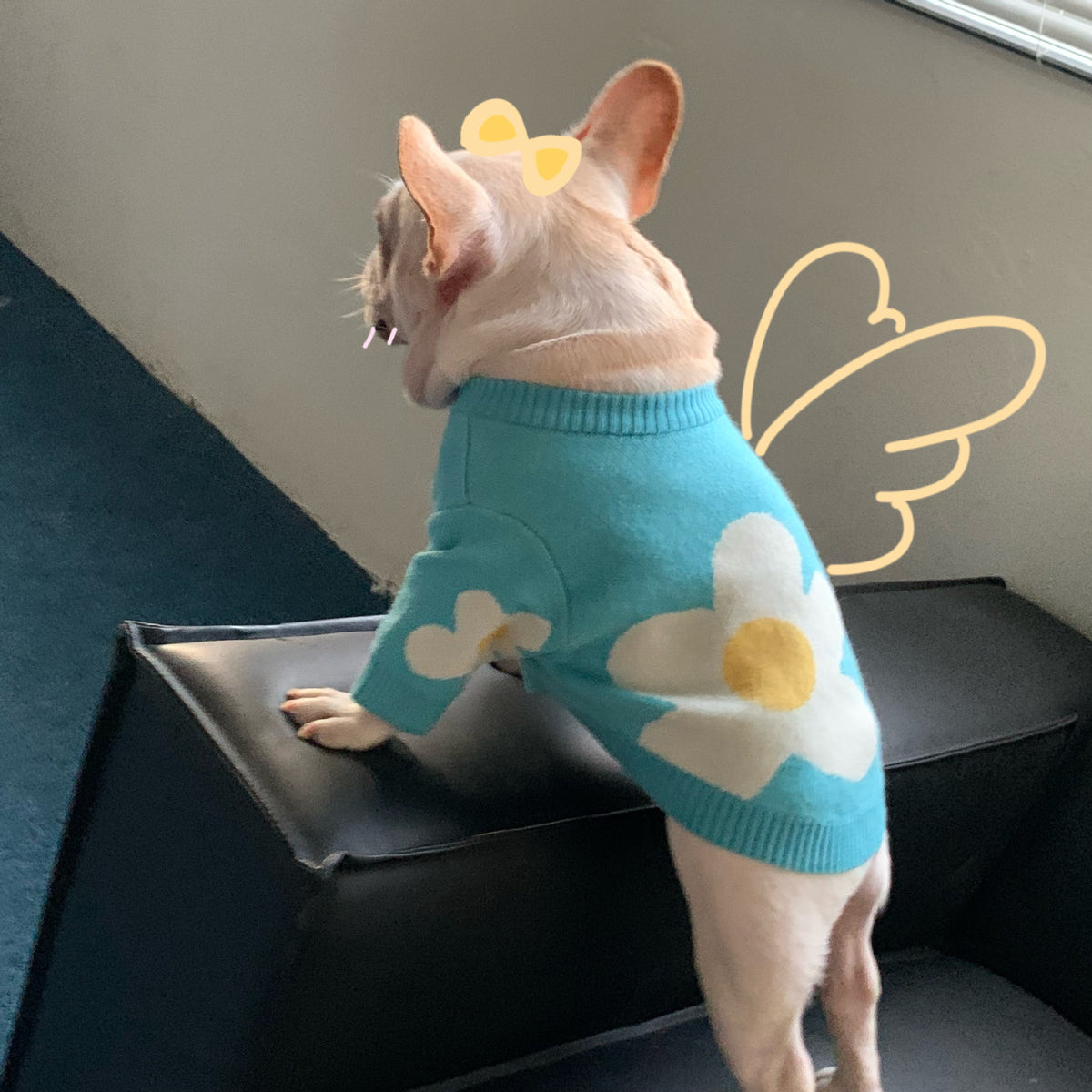 Pullover für Hund und Katze, Himmelblau – Bild 3 | LuxeStyle