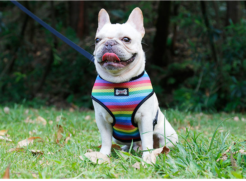 Regenbogen Brustgeschirr für Haustiere – Bild 9 | LuxeStyle