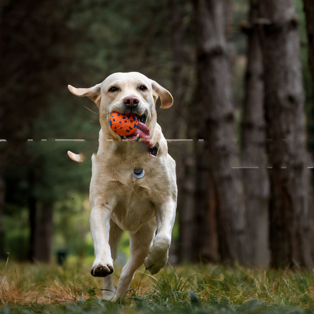 Robustes Kauspielzeug für Hunde – Burst Ball – Bild 1 | LuxeStyle