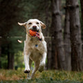 Robustes Kauspielzeug für Hunde – Burst Ball – Bild 1 | LuxeStyle