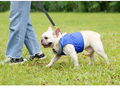 Hundegeschirr mit Pfoten-Design | LuxeStyle