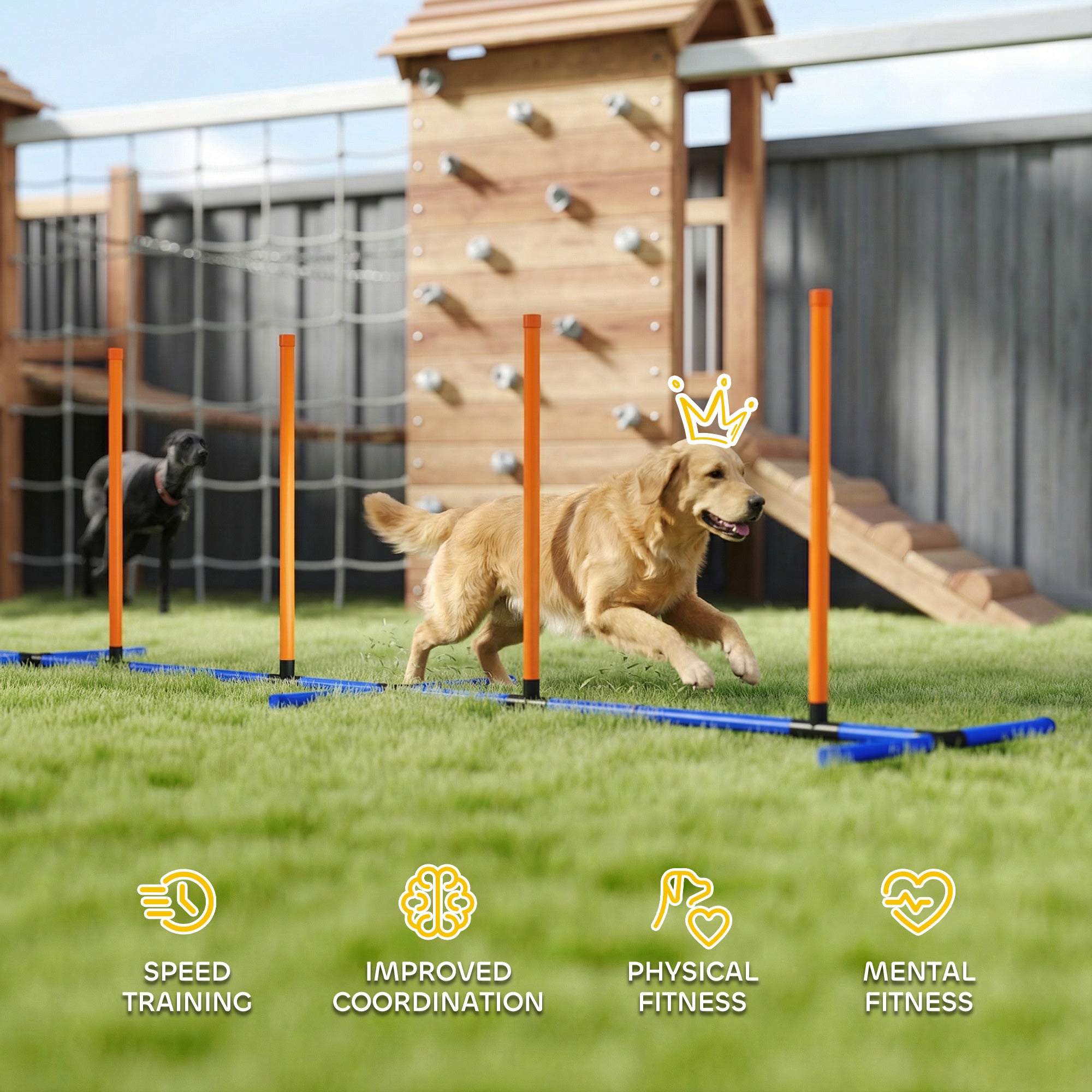 Agility-Trainingsset für Hunde, verstellbar