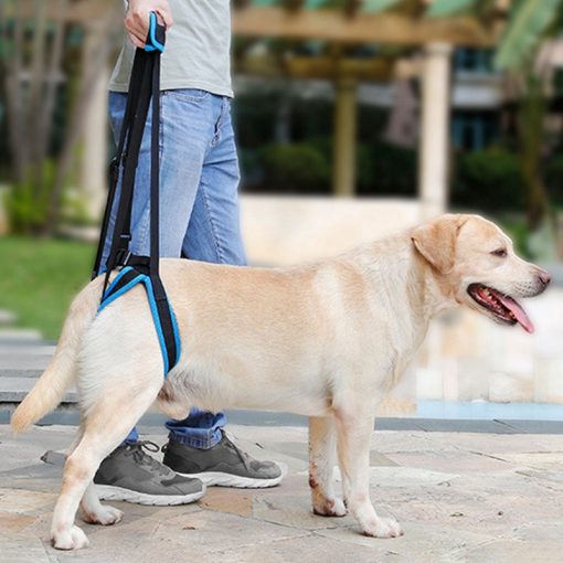 Gehhilfe für Hunde-Hinterbeine – Bild 5 | LuxeStyle