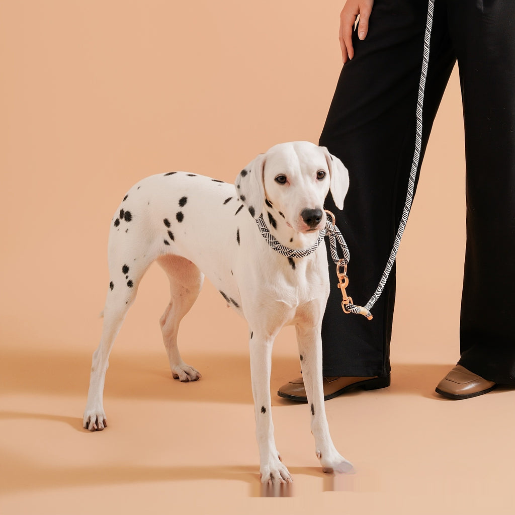 Doppelring-Halsband für kleine Hunde