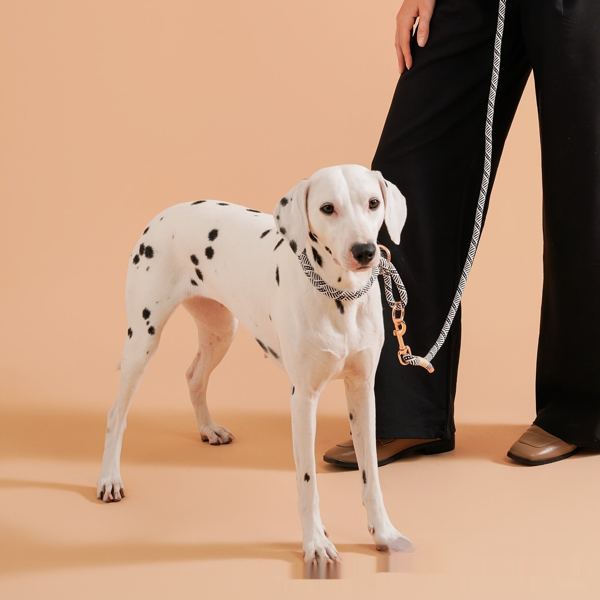 Doppelring-Halsband für kleine Hunde