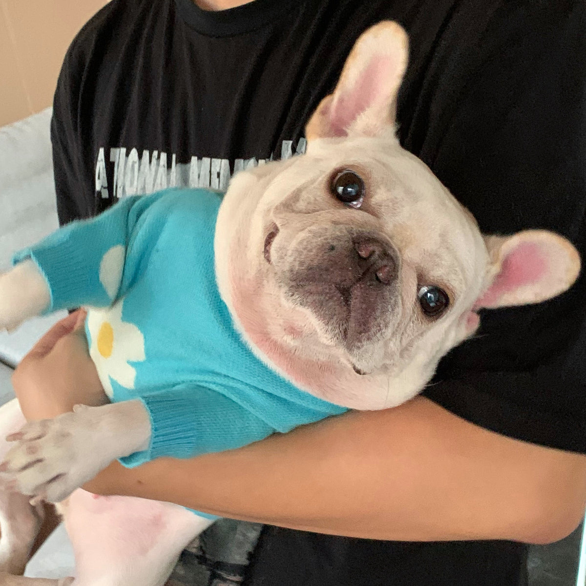 Pullover für Hund und Katze, Himmelblau – Bild 5 | LuxeStyle