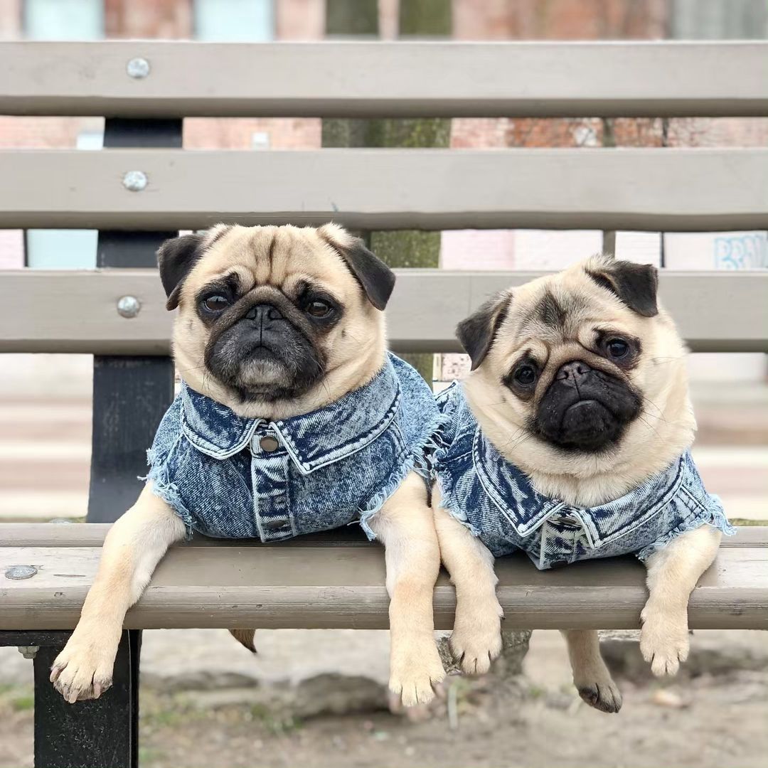 Hundeweste in Jeansoptik