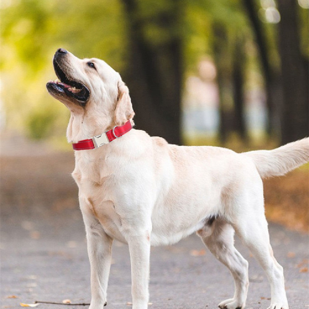 Reflektierendes Hundehalsband