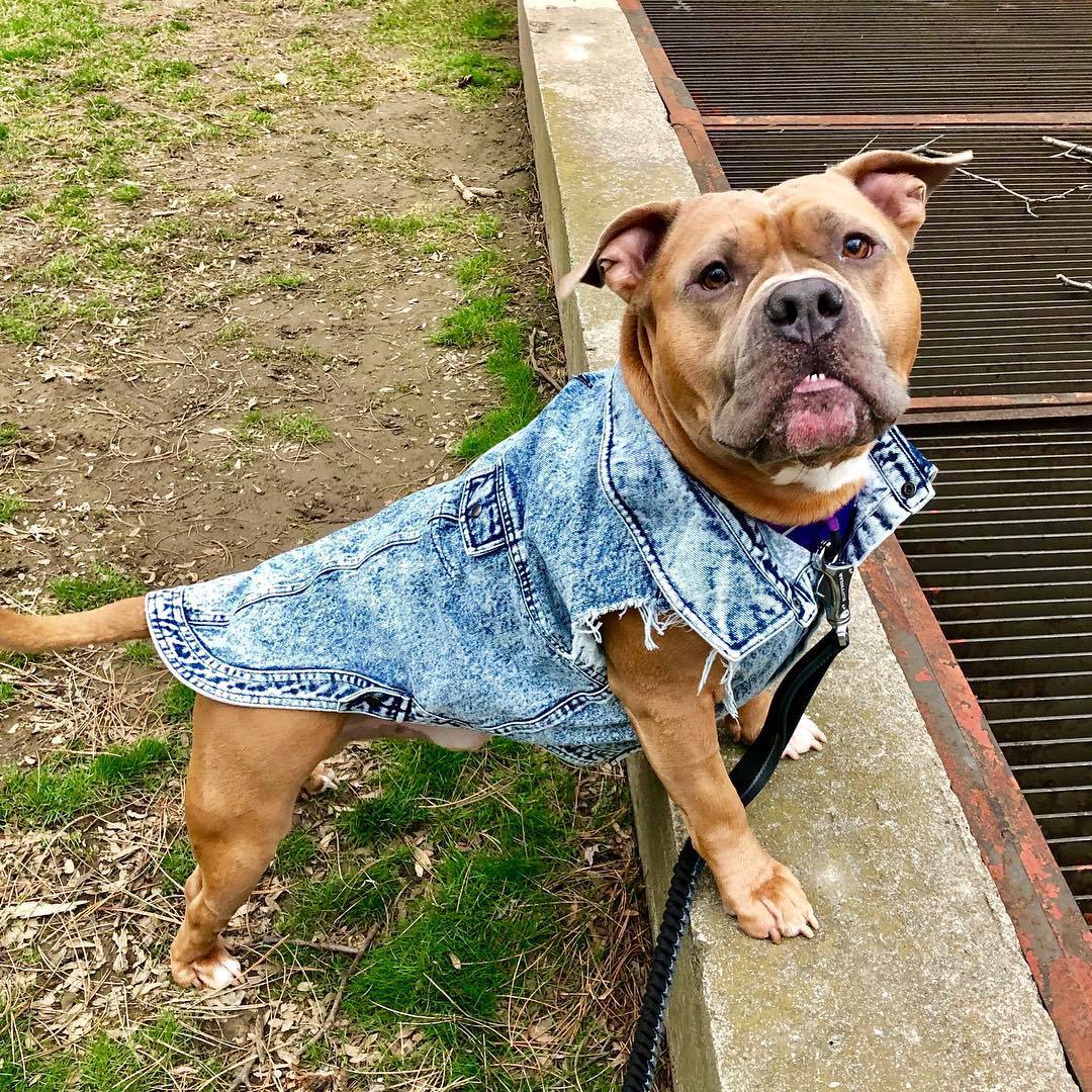 Hundeweste in Jeansoptik