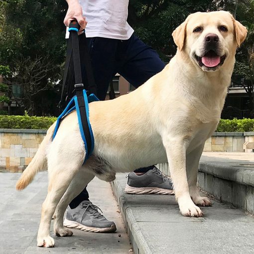 Gehhilfe für Hunde-Hinterbeine – Bild 6 | LuxeStyle