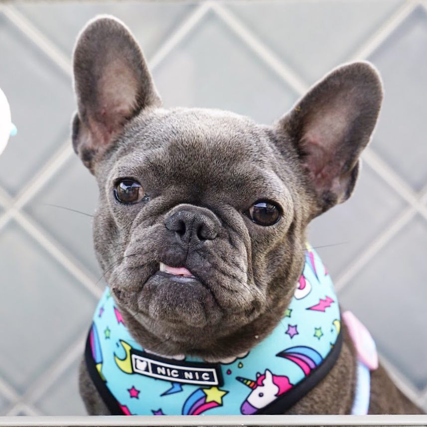 Brustgeschirr für Hunde – Polyester – Bild 14 | LuxeStyle