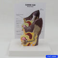 Hundeohr Anatomie-Modell | LuxeStyle