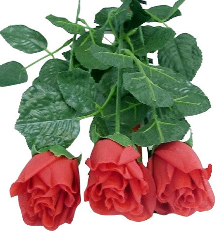 Rosen lang rot
