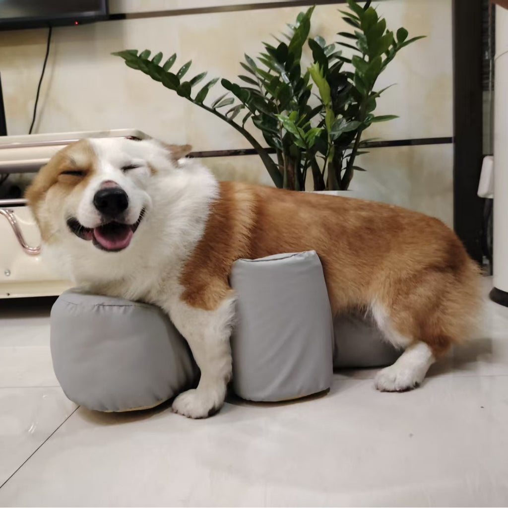 Reha-Sofa-Kissen für gelähmte Hunde