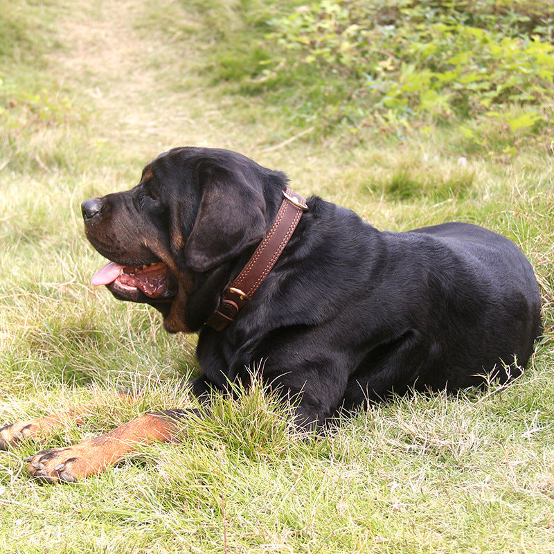 Halsband aus Rindsleder für Hunde – Bild 5 | LuxeStyle