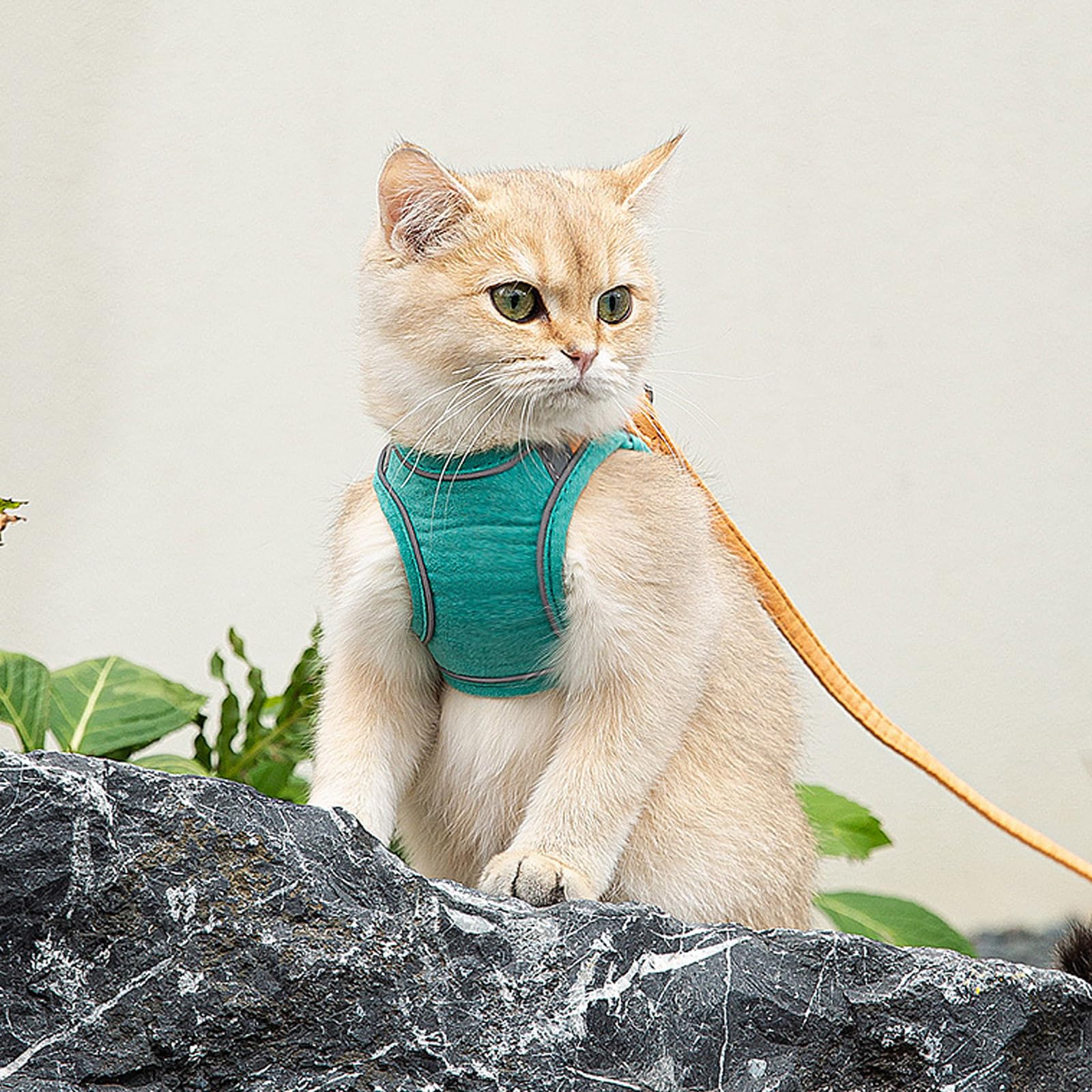 Katzengeschirr mit Leine, sicher & bequem