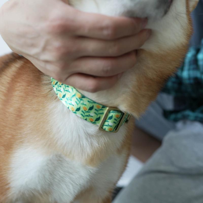Halsband-Set mit Blumen für Hunde – Bild 2 | LuxeStyle