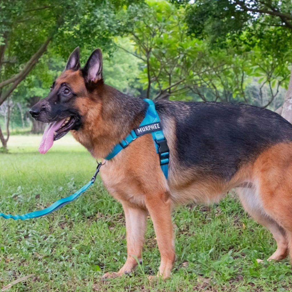 Leichtes Hundegeschirr mit Leine