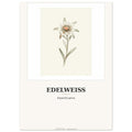 Schweiz-Poster «Edelweiss» · Botanischer Kunstdruck