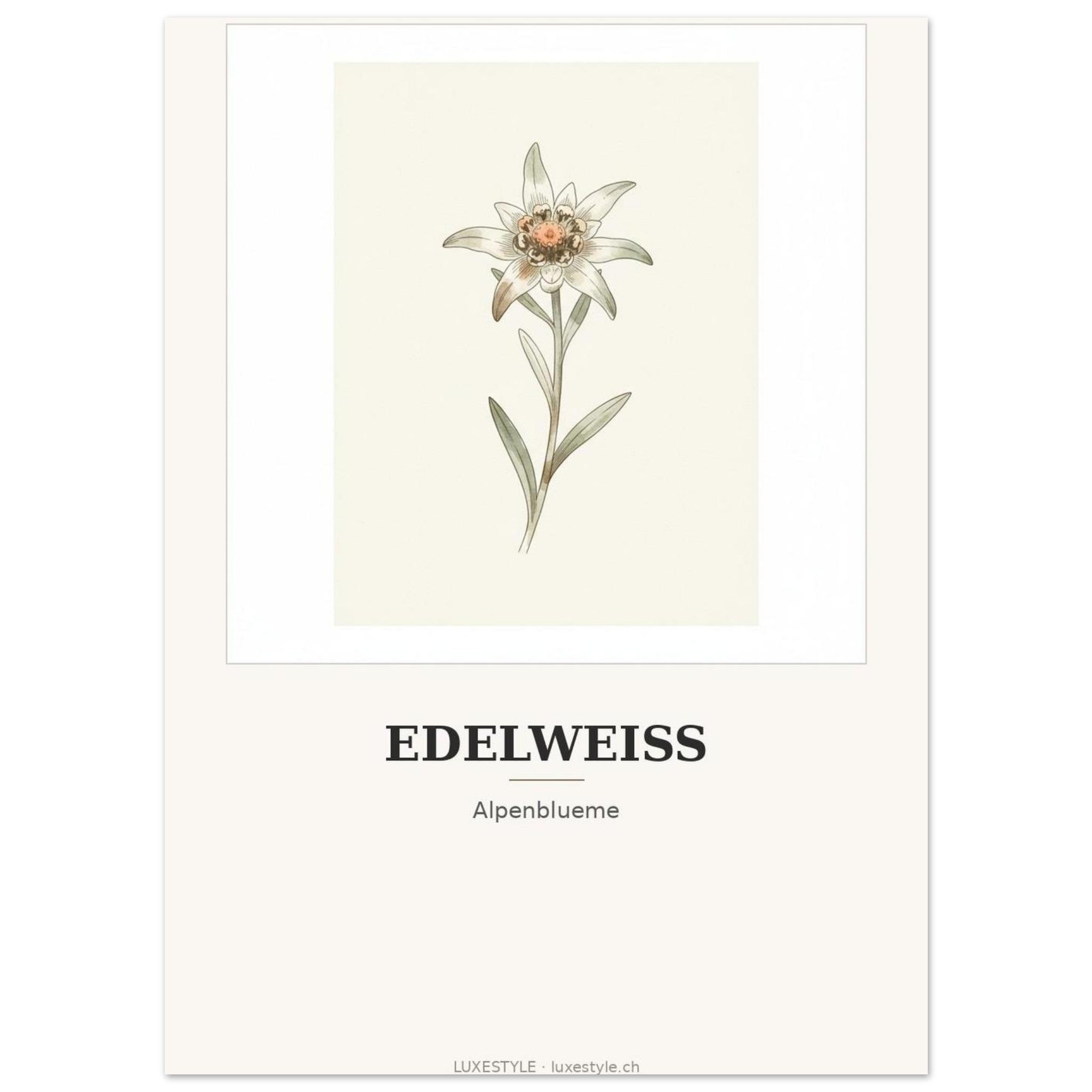 Schweiz-Poster «Edelweiss» · Botanischer Kunstdruck