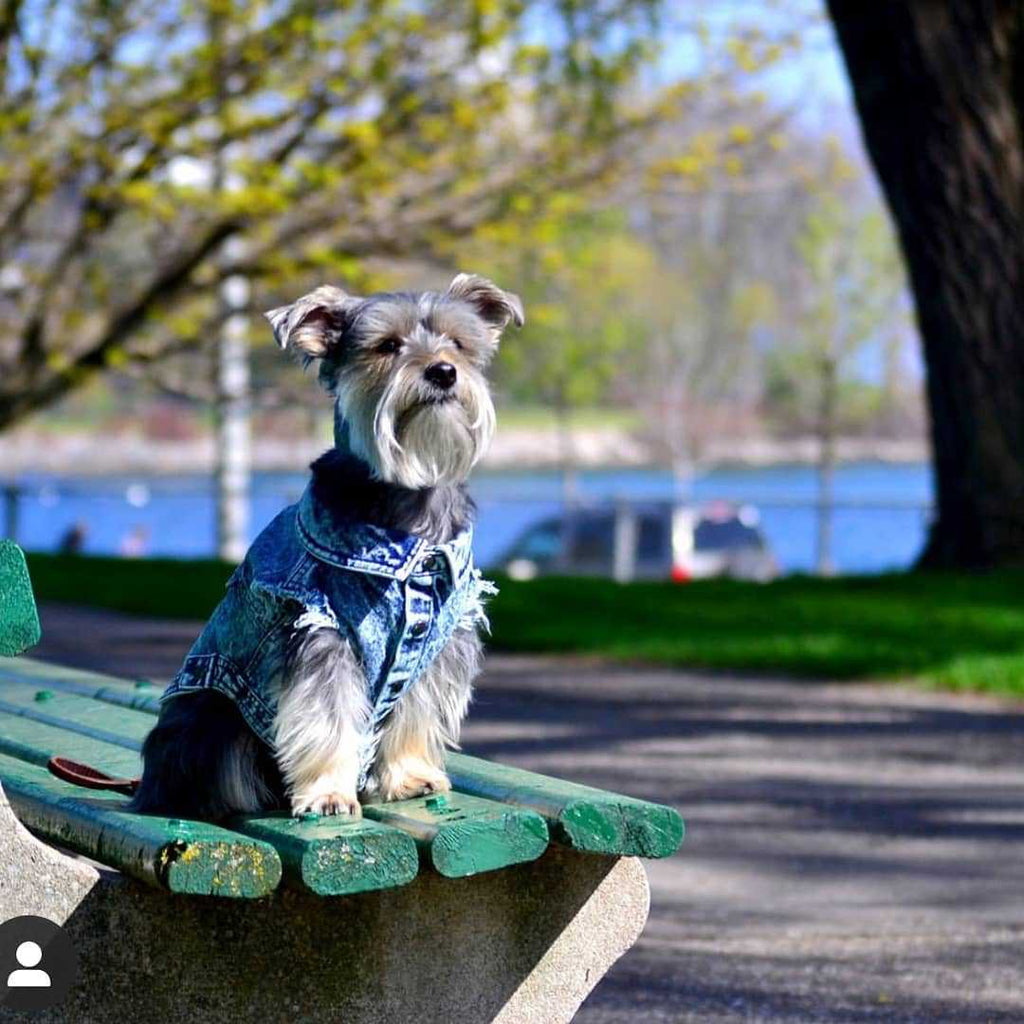 Hundeweste in Jeansoptik