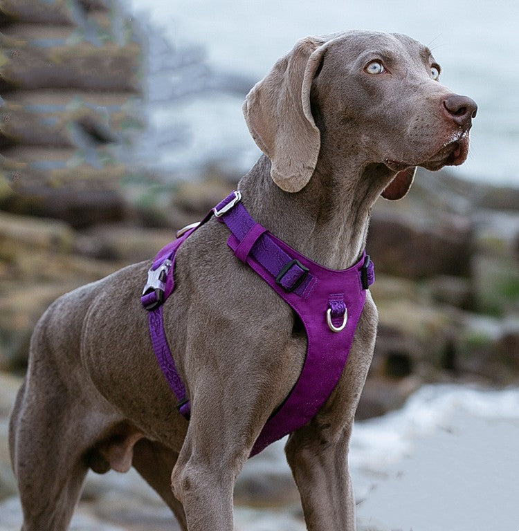 Truelove Hundegeschirr, reflektierend, gepolstert – Bild 3 | LuxeStyle
