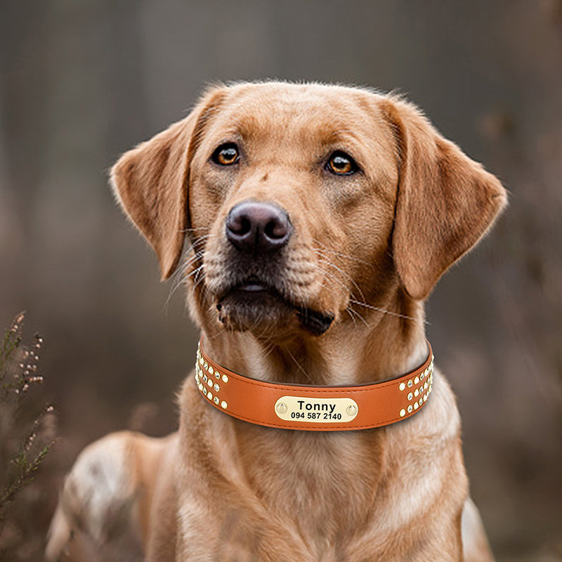 Hundehalsband für Labrador, Golden Retriever & Co. – Bild 1 | LuxeStyle