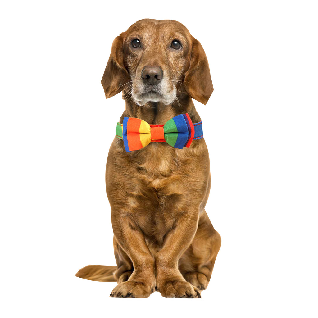 Regenbogen Halsband für Haustiere – Bild 3 | LuxeStyle