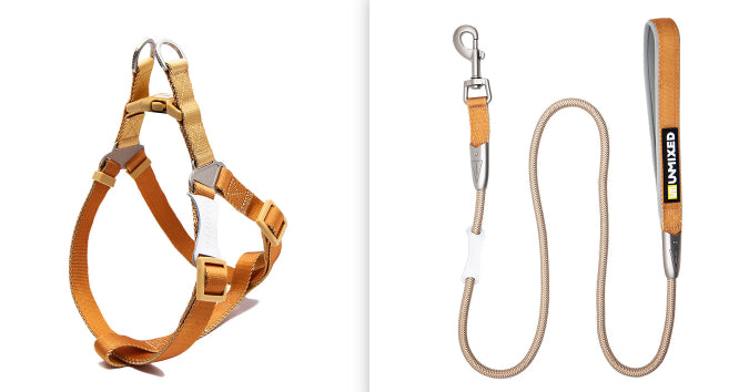 Hundehalsband mit Leine