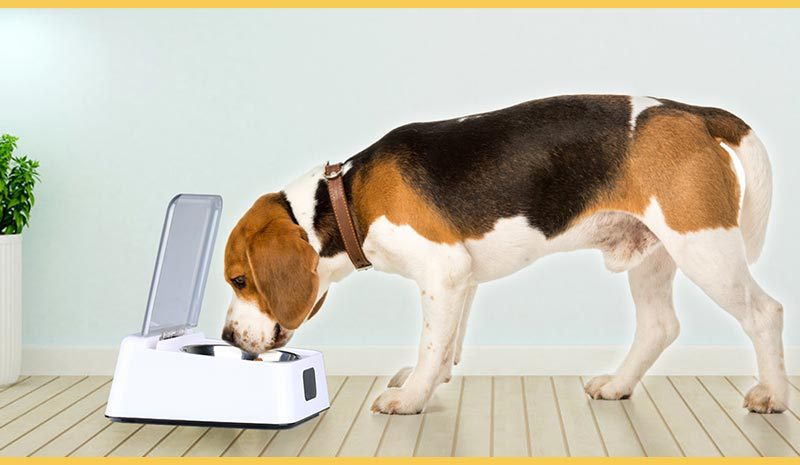 Futterautomat für Katzen und Hunde – Bild 3 | LuxeStyle