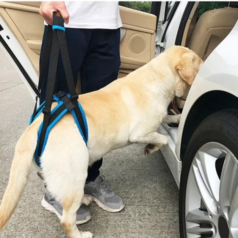 Gehhilfe für Hunde-Hinterbeine – Bild 2 | LuxeStyle