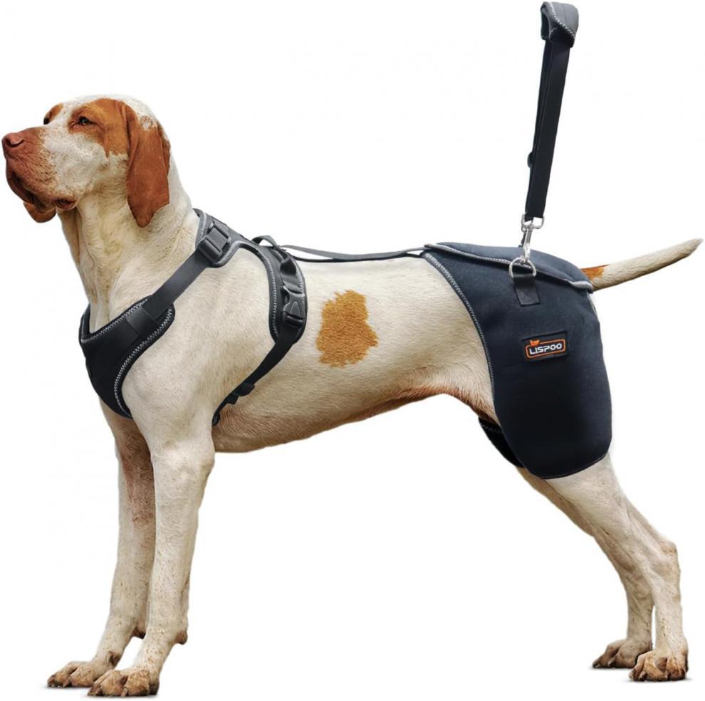 Hundehalsung mit Kniegelenk-Unterstützung
